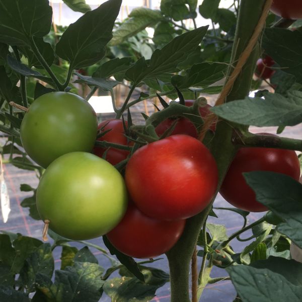 Tomate Pannovy F1