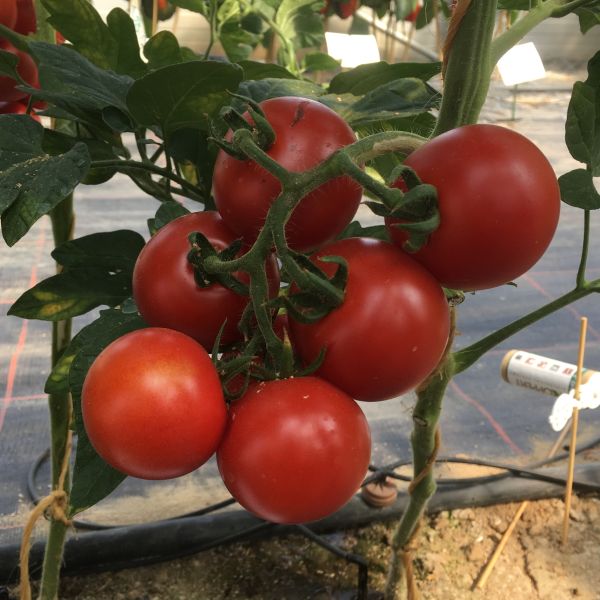 Tomate Pannovy F1