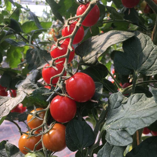 Cocktailtomate Sweet Million