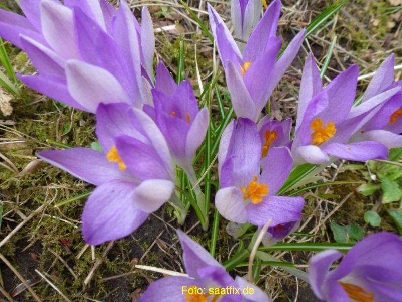 Crocus Botanische tommasinianus Lilac Beauty 4