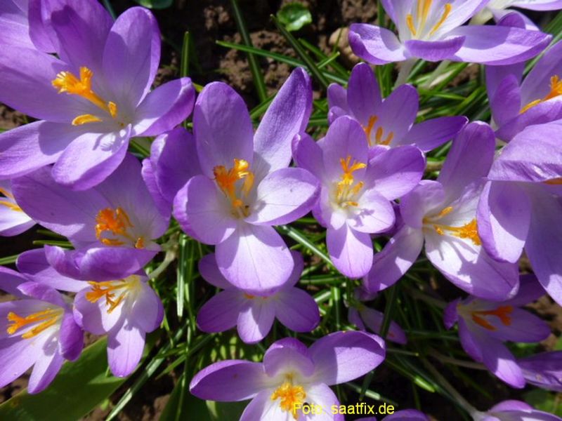 Crocus Botanische tommasinianus Lilac Beauty 3