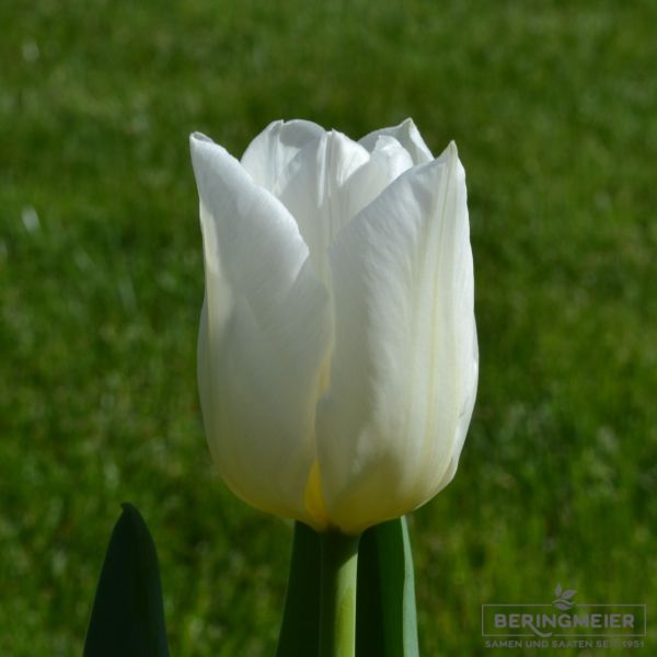Triumph Tulpen Agrass White 1
