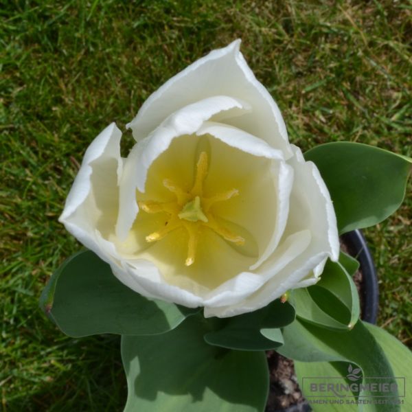 Triumph Tulpen Agrass White 3
