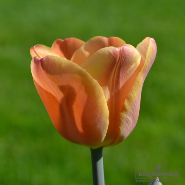 Triumph Tulpen Apricot Foxx 1