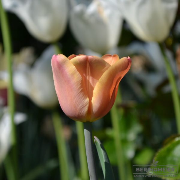 Triumph Tulpen Apricot Foxx 2