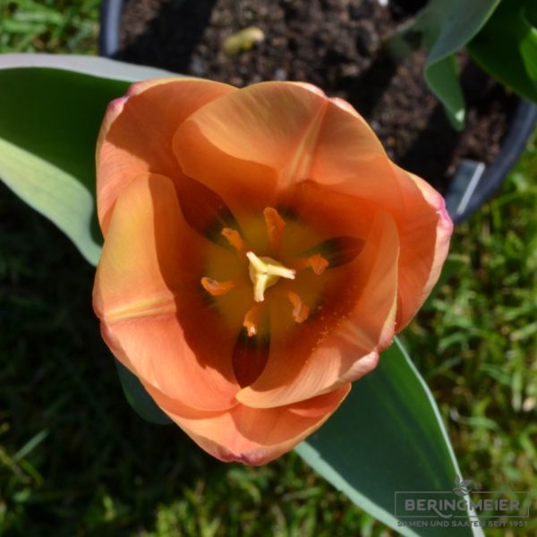 Triumph Tulpen Apricot Foxx 3