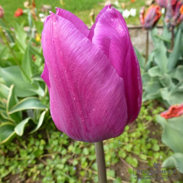 Triumph Tulpen Blue Beauty 1