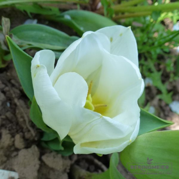 Triumph Tulpen Calgary