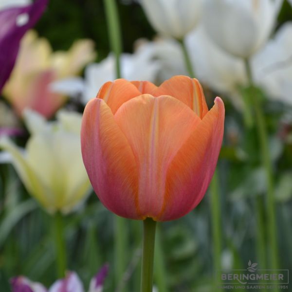 Triumph Tulpen Dynasty Orange 2