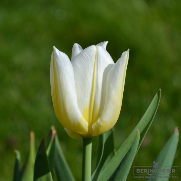 Triumph Tulpen Flaming Agrass 1