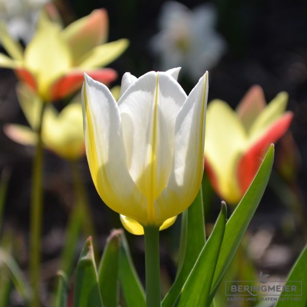 Triumph Tulpen Flaming Agrass 2