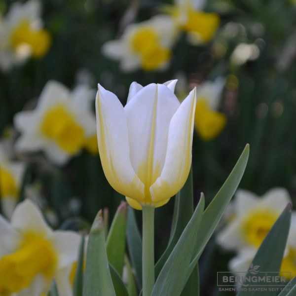 Triumph Tulpen Flaming Agrass 3