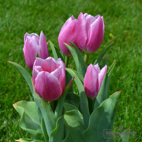 Triumph Tulpen Gabriella
