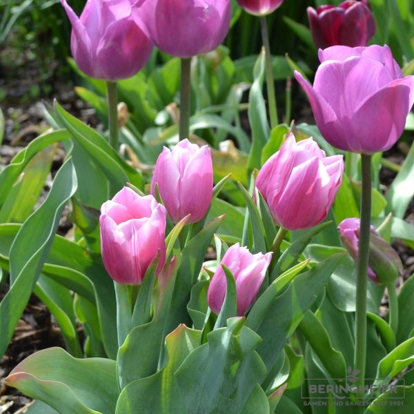 Triumph Tulpen Gabriella