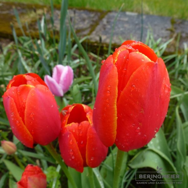 Triumph Tulpen Hollandia 1