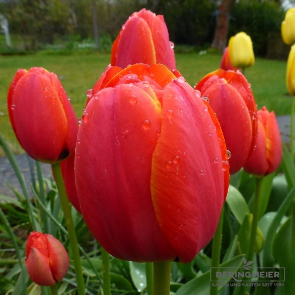 Triumph Tulpen Hollandia 2