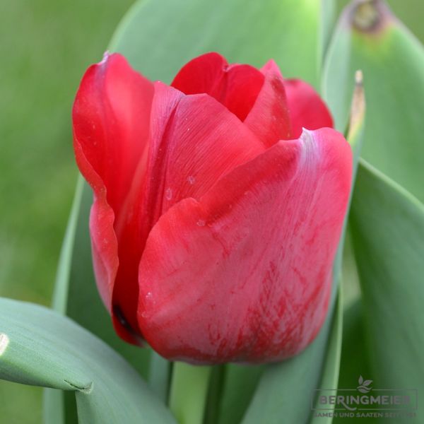 Triumph Tulpen Ile de France 1
