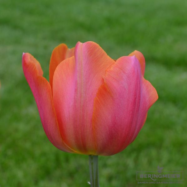 Triumph Tulpen Jimmy 1