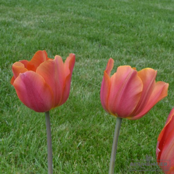 Triumph Tulpen Jimmy 2