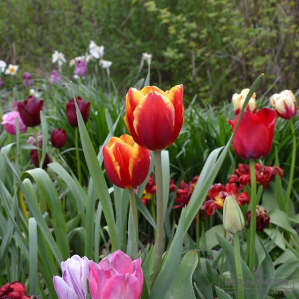 Triumph Tulpen Kees Nelis