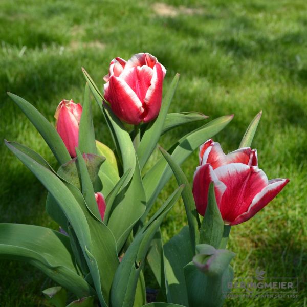 Triumph Tulpen Leen v. d. Mark