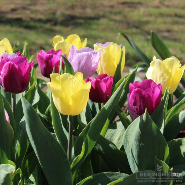 ABVERKAUF  Tulpen Mischung 250 Stück