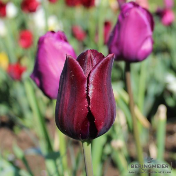 Triumph Tulpen Ronaldo 2