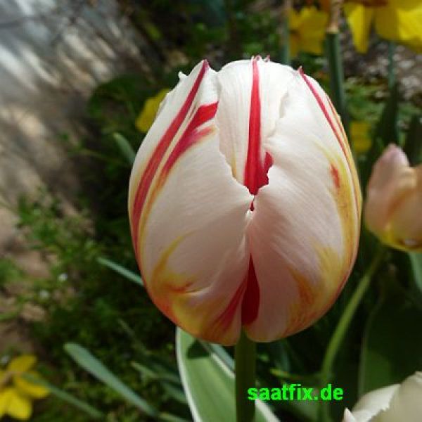 Triumph Tulpen Happy Generation 2