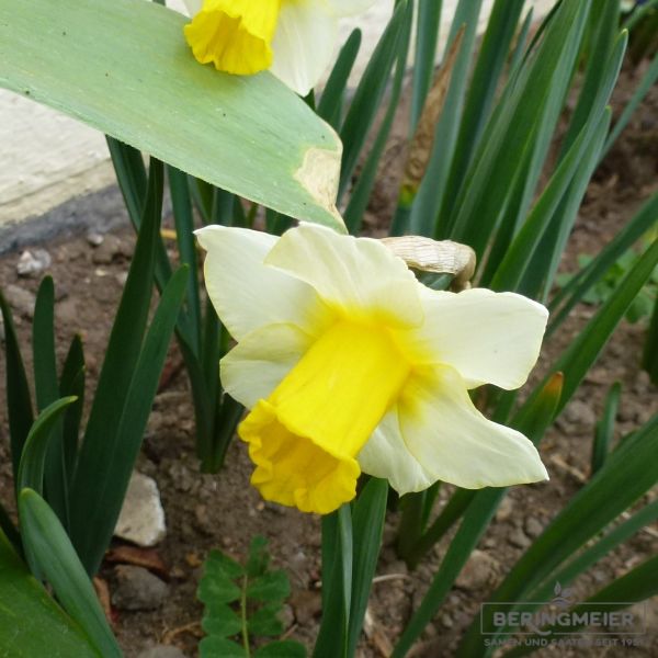 Trompeten Narzissen Bicolor  Bravoure