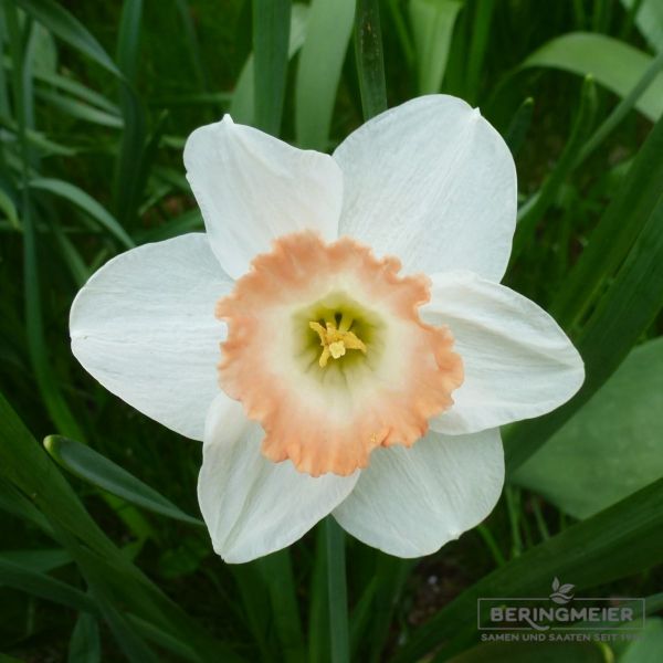 Trompeten Narzissen Bicolor British Gamble 1