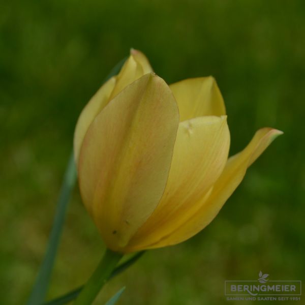 Tulipa batalinii Bright Gem