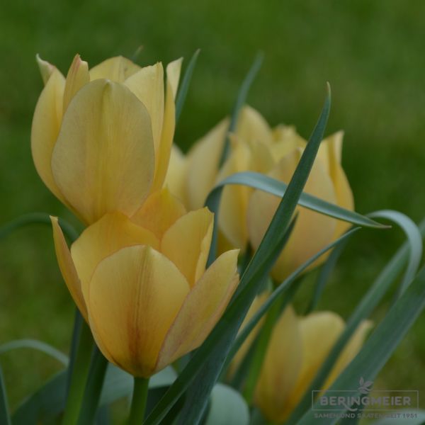 Tulipa batalinii Bright Gem