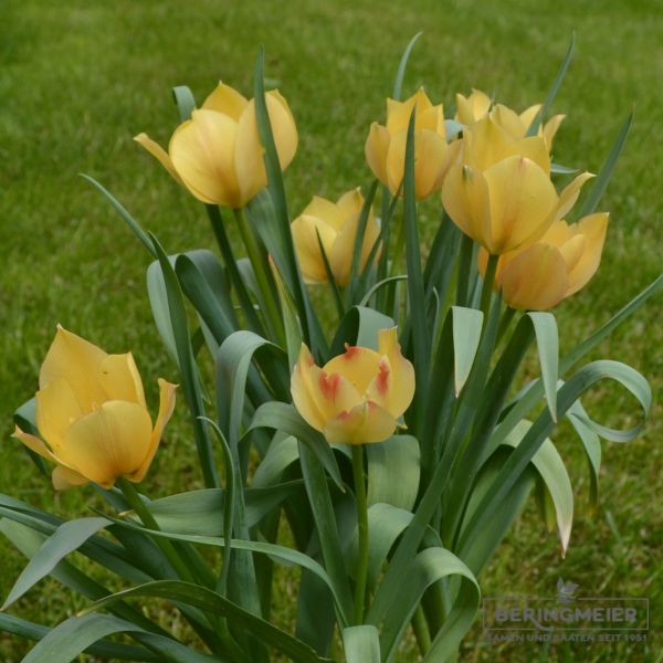 Tulipa batalinii Bright Gem
