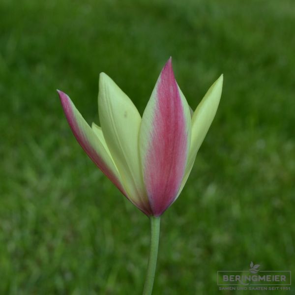 Tulipa clusiana Cynthia Damentulpe