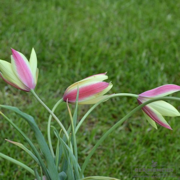 Tulipa clusiana Cynthia Damentulpe