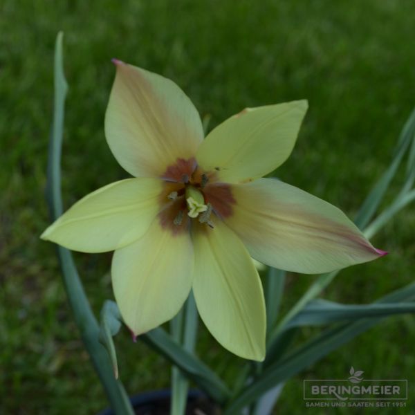 Tulipa clusiana Cynthia Damentulpe