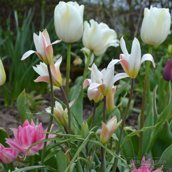 Tulipa clusiana - Damentulpe