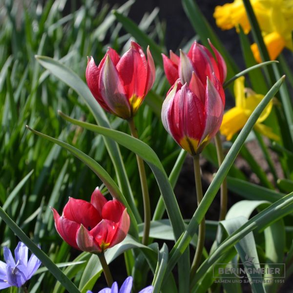 Tulipa humilis Lilliput 1