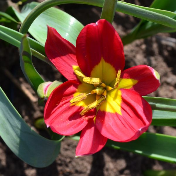 Tulipa humilis Lilliput 3