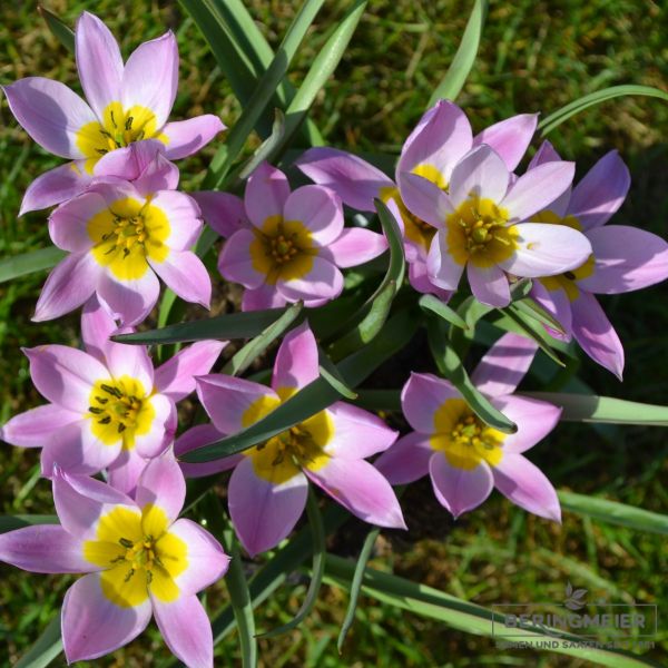 Tulipa Spezies humilis 4