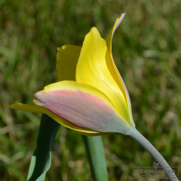 Tulipa Spezies kolpakowskiana 2