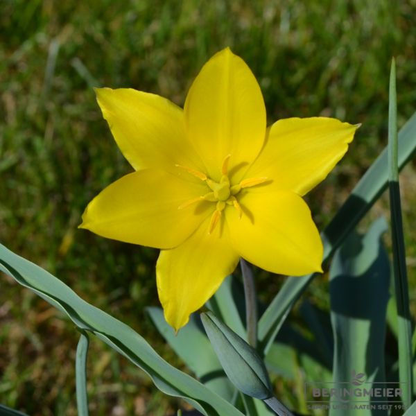 Tulipa Spezies kolpakowskiana 3