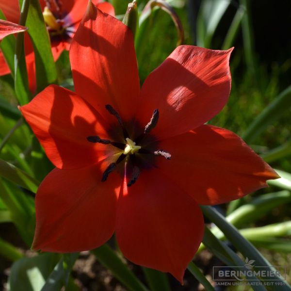 Tulipa Spezies linifolia 3 Blüte abends