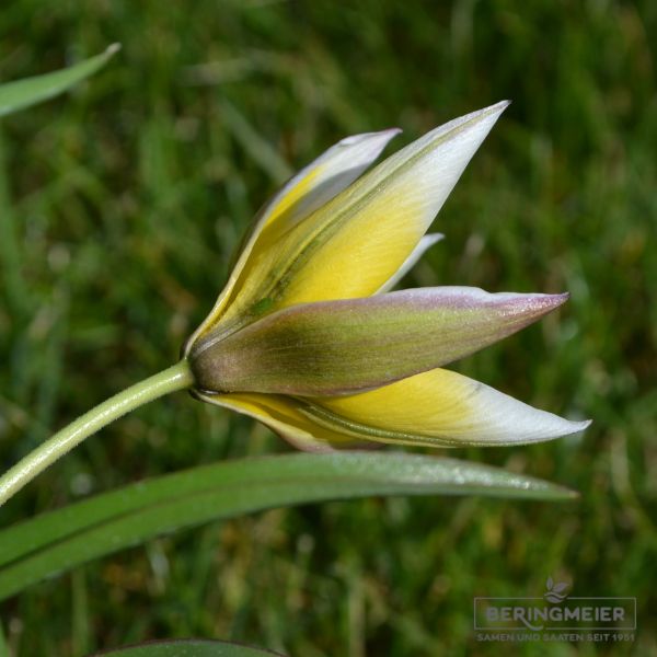 Tulipa tarda 2