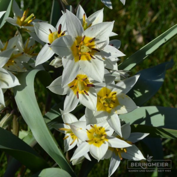 Tulpe Tulipa turkestanica 2