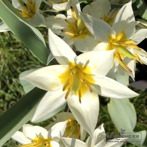 Tulpe Tulipa turkestanica 1