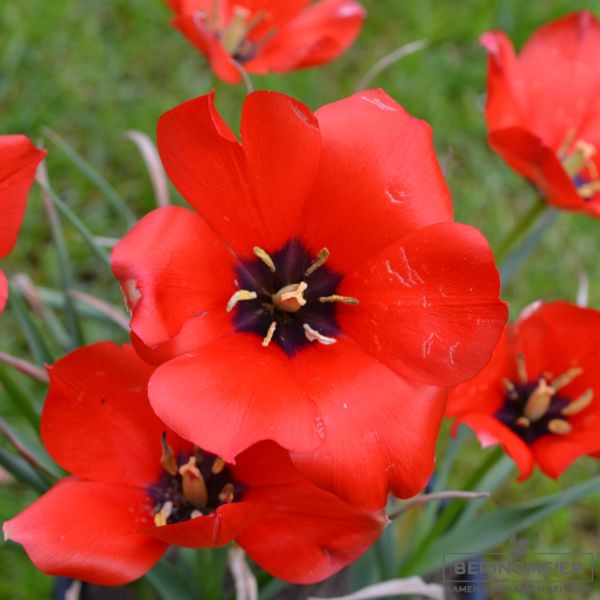 Tulipa Spezies wilsoniana 1