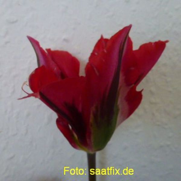 Viridiflora Tulpen Esperanto 1