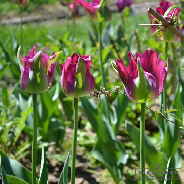 Viridiflora Tulpen Green Love