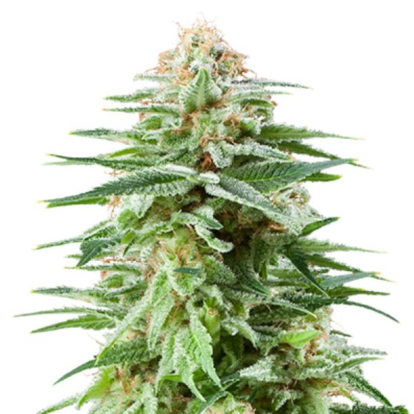 White Widow feminisierte Hanf Samen